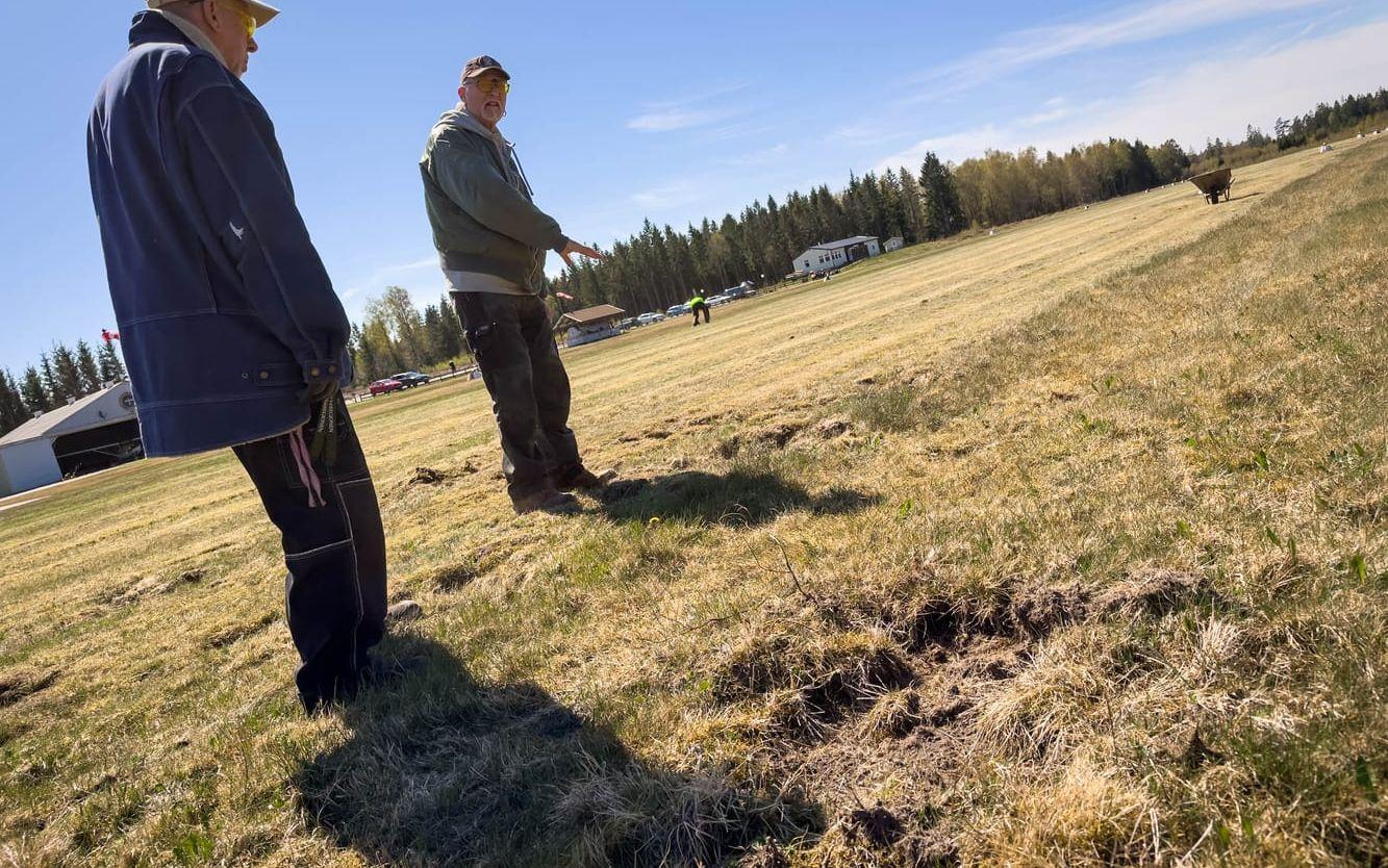 Robert Svensson och Anton Vialle ser över förödelsen vid landningsbanan efter vildsvins framfart.