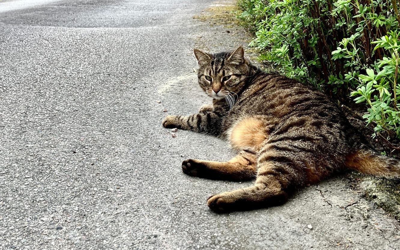 Katten Bosse följde med på rundturen. 