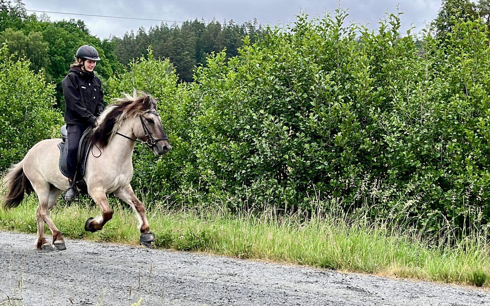 I början på juni tävlade 12 ungdomar och ekipage från Jór islandshästförening i kvalet till lag-SM i Dalarna i juli. Ungdomarna delades upp i två lag, Cirkus Jórius kom på första plats och Riddarna från Jór på andra plats i kvalet. 