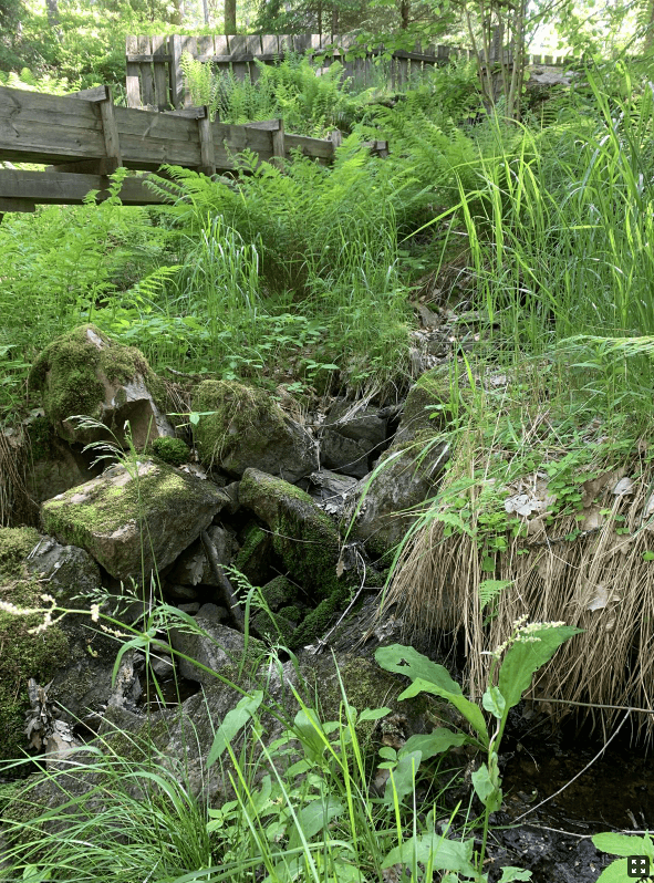 Fynd av gul skunkkalla i Kinna. Bild: Robert Knubb Länsstyrelsen Västra Götaland.