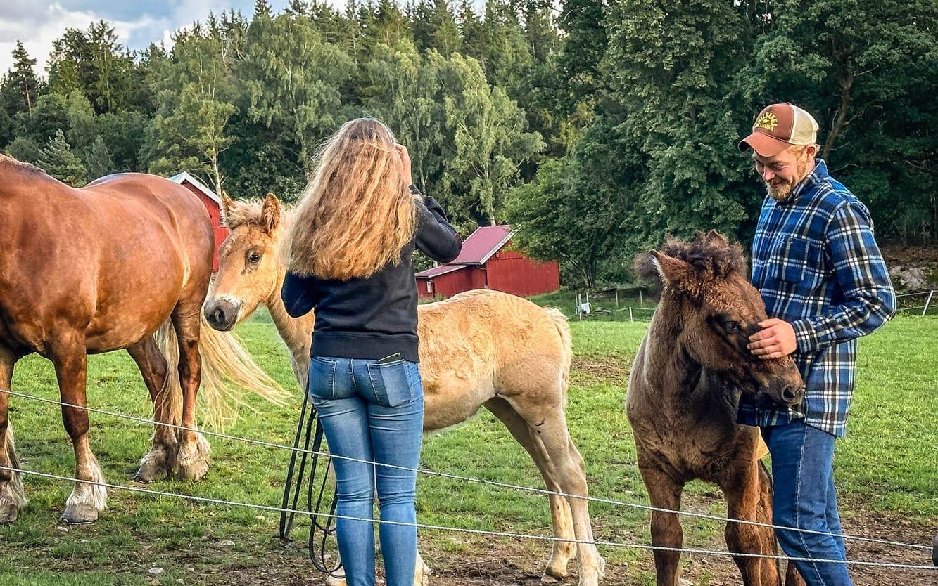 Elin Ingvarsson och Emil Elsius kelar med fölen.