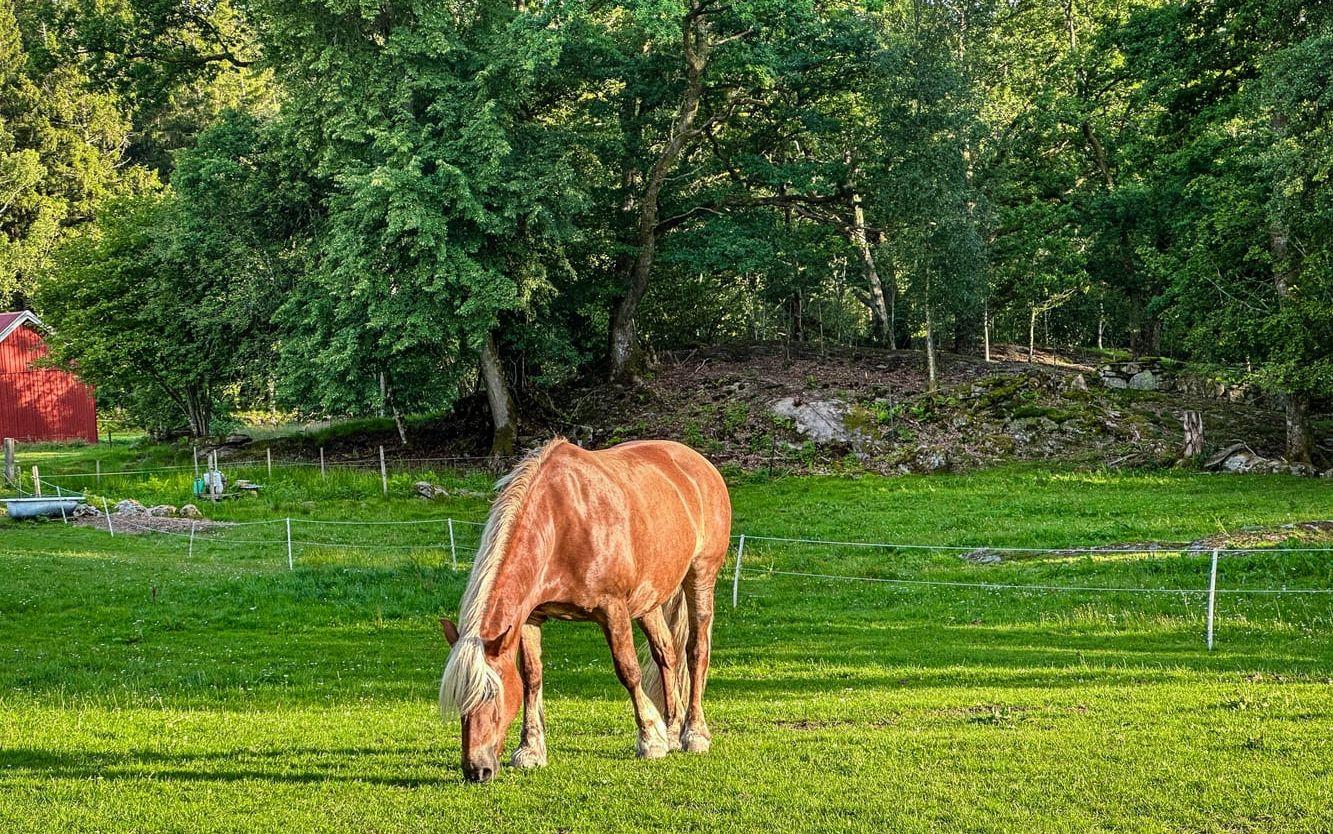 Betar i grönskan.