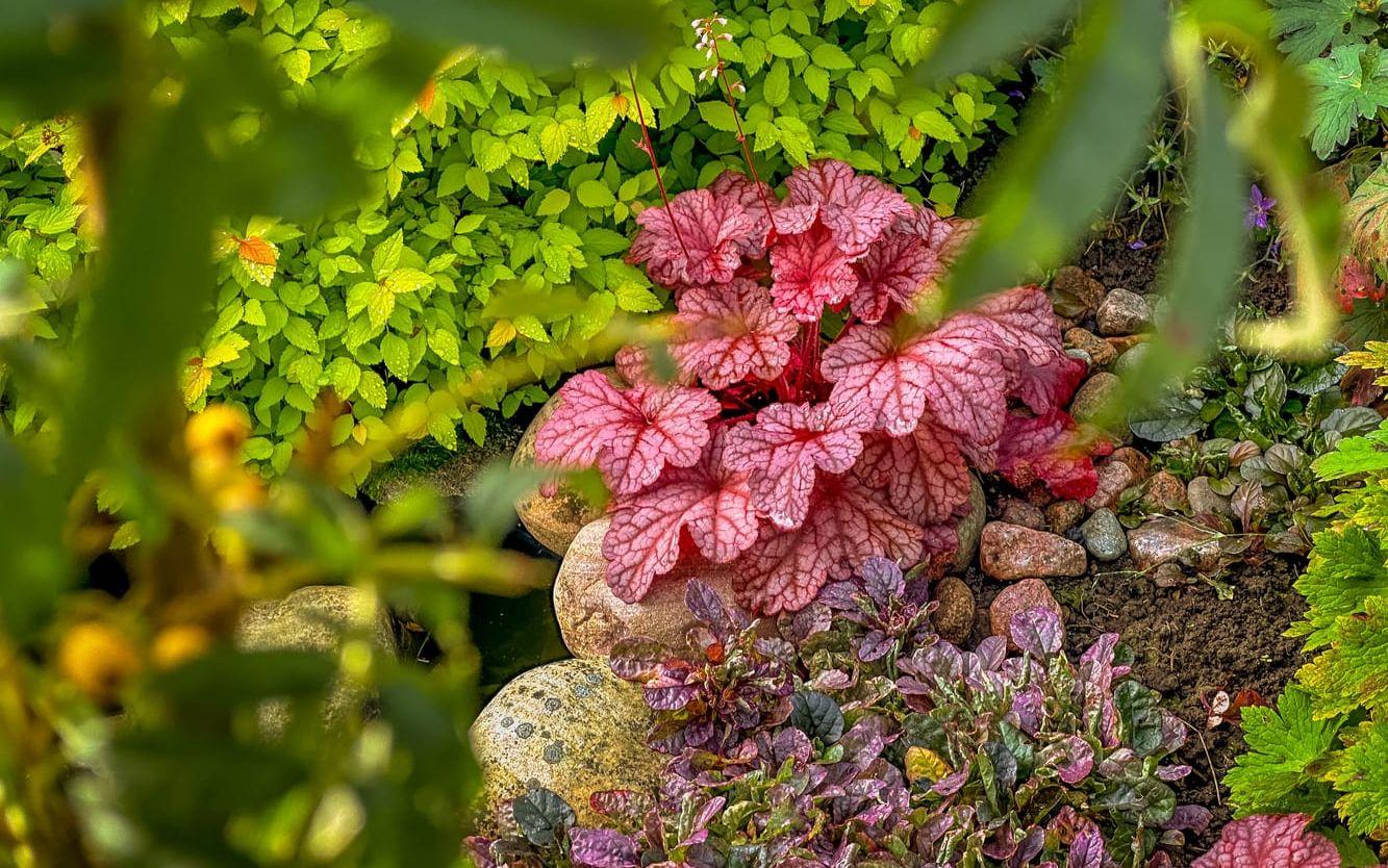 Rödbladig alunrot. Den heter Wild Rose. 