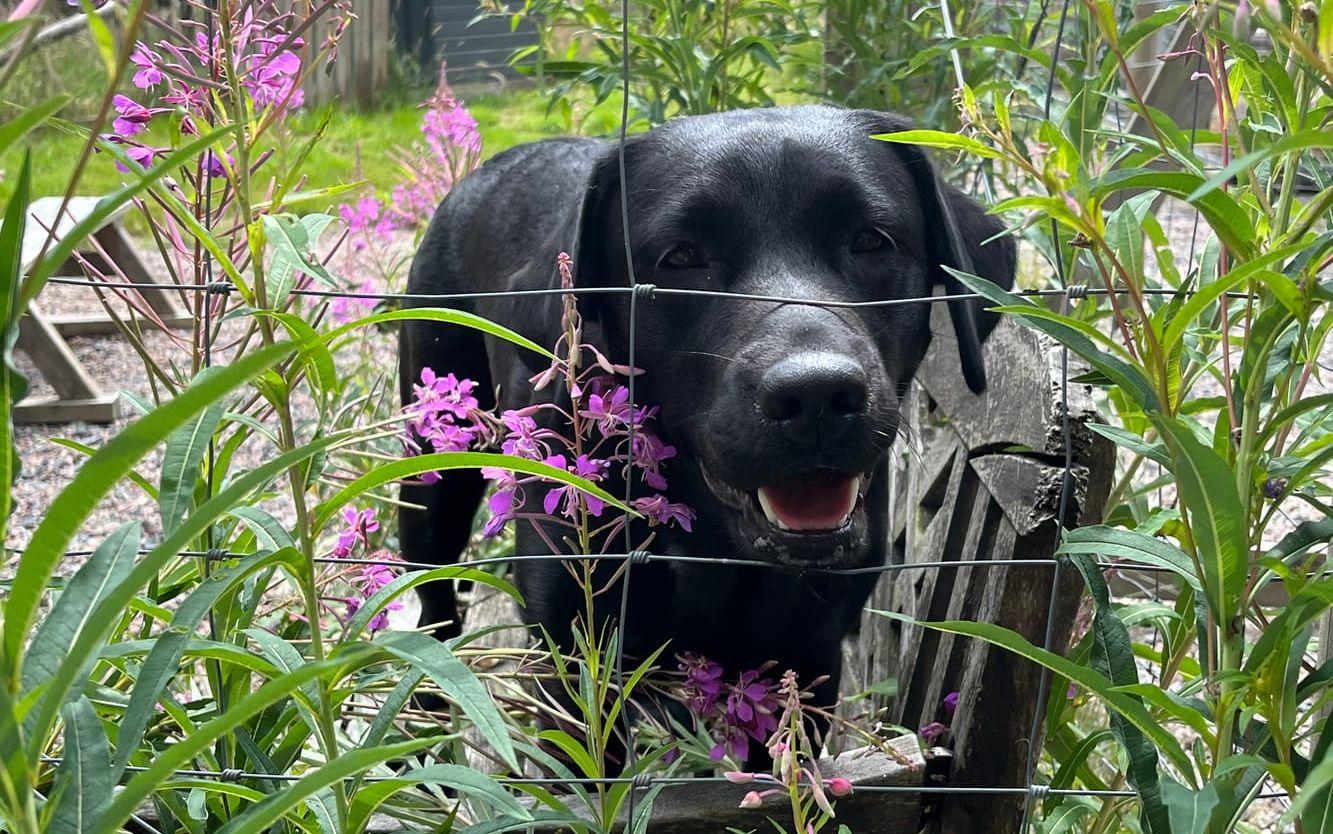 Labradoren Märtha fyller ett på hundpensionatet. Ägarna har lämnat en present till henne, som Miriam ska överlämna på högtidsdagen. 