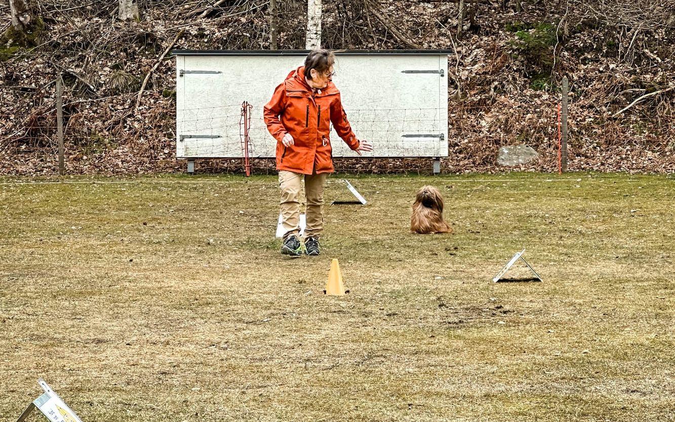 Tävlingar i rallylydnad hos Marks Brukshundklubb. Marro, en shih tzu med sin ägare och förare Ulla Olsson. 